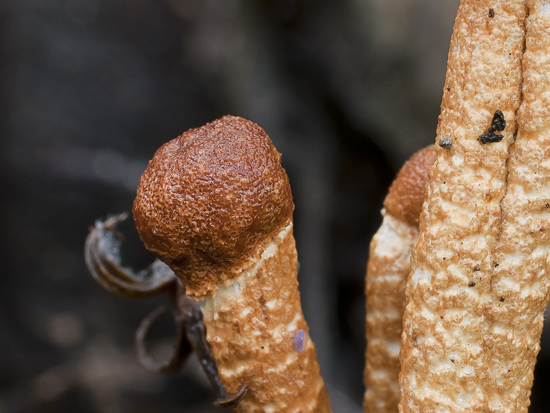 Hypomyces porphyreus